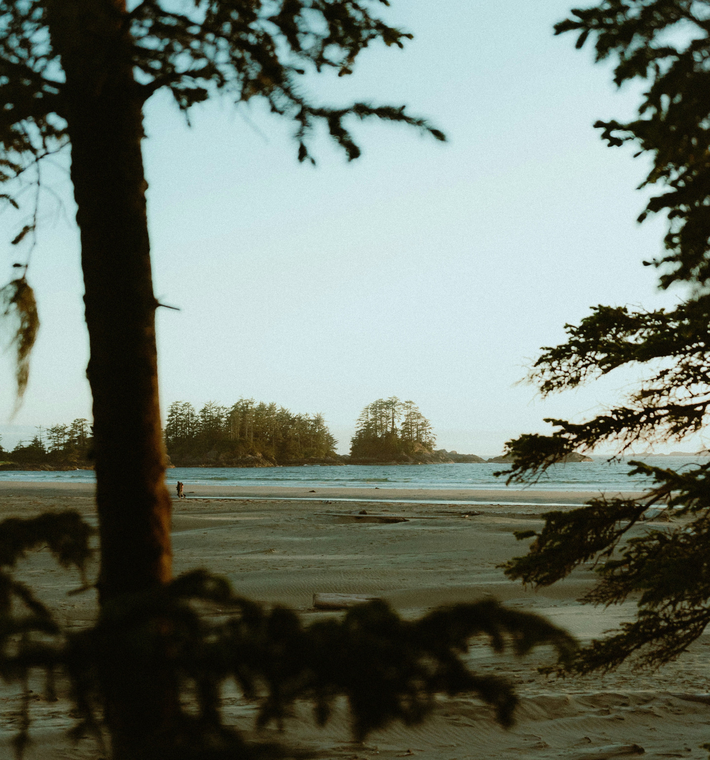 Sunlit beach through the trees near Tofino